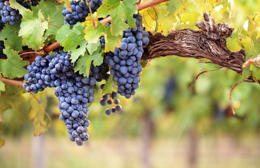 Návrh bez názvu (17)